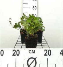 Geranium cantabrigiense  ‘Biokovo’ 24 st. Geranium cantabrigiense ‘Biokovo’ | Ooievaarsbek  PROMO 24 st.