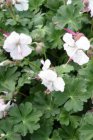 Geranium cantabrigiense  ‘St Ola’ | Ooievaarsbek  PROMO  12 st.