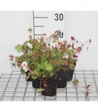 Geranium cantabrigiense  ‘St Ola’ 24 st. Geranium cantabrigiense  ‘St Ola’ | Ooievaarsbek  PROMO  24 st.