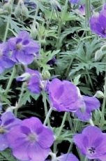 Geranium clarkei ‘Kashmir Blue’ | Ooievaarsbek 40 P9