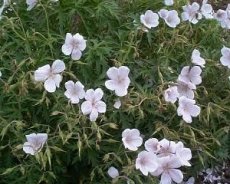 Geranium clarkei ‘Kashmir White’ | Ooievaarsbek 50 P9