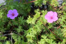 Geranium ‘Dilys’ | Ooievaarsbek 35 P9