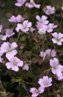 Geranium hybr. ‘Dusky Crug’ | Ooievaarsbek 15-20 P9