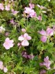 Geranium endressii Geranium endressii | Ooievaarsbek 30 P9