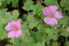 Geranium endressii ‘Wargrave Pink’ Geranium endressii ‘Wargrave Pink’ | Ooievaarsbek 35 P9