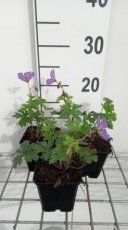 Geranium himalayense 'Baby Blue' | Ooievaarsbek 25 P9