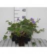 Geranium himalayense Geranium himalayense(=Grandiflorum)  | Ooievaarsbek 40 P9