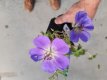 Geranium hybr. 'Azure Rush' Geranium hybr. 'Azure Rush' - Topbloeier! | Ooievaarsbek 40 P9