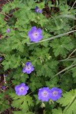 Geranium hybr. 'Azure Rush' - Topbloeier! | Ooievaarsbek 40 P9