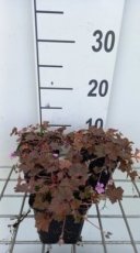 Geranium hybr. 'Bob's Blunder' - Topbloeier! | Ooievaarsbek 20 P9