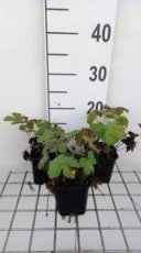 Geranium hybr. 'Chantilly' | Ooievaarsbek 40 P9