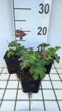 Geranium hybr. 'Hexham Velvet'® | Ooievaarsbek 35 P9