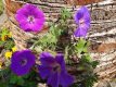 Geranium hybr. 'Tiny Monster' Geranium hybr. 'Tiny Monster' - Topbloeier! | Ooievaarsbek 40 P9