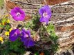 Geranium hybr. 'Tiny Monster' Geranium hybr. 'Tiny Monster' - Topbloeier! | Ooievaarsbek 40 P9