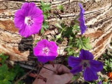 Geranium hybr. 'Tiny Monster' - Topbloeier! | Ooievaarsbek 40 P9