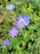 Geranium ‘Johnson’s Blue’ Geranium hybr. ‘Johnson’s Blue’ | Ooievaarsbek 40 P9