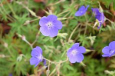 Geranium hybr. ‘Johnson’s Blue’ | Ooievaarsbek 40 P9