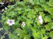 Geranium ‘Joy’ Geranium hybr. ‘Joy’ | Ooievaarsbek 35 P9