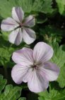 Geranium hybr. ‘Joy’ | Ooievaarsbek 35 P9