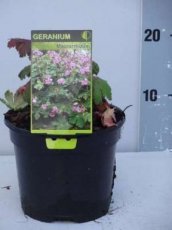 Geranium macrorrhizum C2 Geranium macrorrhizum | Ooievaarsbek 30 C2