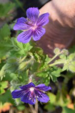 Geranium magnificum | Ooievaarsbek 50 P9