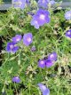 Geranium ‘Orion’ Geranium hybr. ‘Orion’ | Ooievaarsbek 50 P9