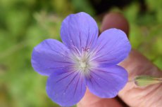 Geranium hybr. ‘Orion’ | Ooievaarsbek 50 P9