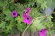 Geranium ‘Patricia’ Geranium hybr. ‘Patricia’ | Ooievaarsbek 50 P9