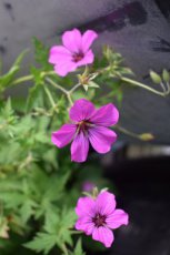 Geranium hybr. ‘Patricia’ | Ooievaarsbek 50 P9