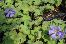 Geranium hybr.  ‘Philippe Vapelle’ | Ooievaarsbek 40 P9