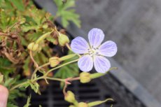 Geranium pratense | Donkere ooievaarsbek 30 P9