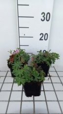 Geranium sanguineum 'Ankum's Pride' | Bloedooievaarsbek 20 P9