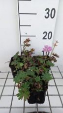 Geranium sanguineum 'Elke' | Bloedooievaarsbek 25 P9