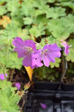 Geranium hybr. ‘Sirak’ | Ooievaarsbek 50 P9