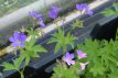 Geranium sylvaticum ‘Mayflower’ Geranium sylvaticum ‘Mayflower’ | Bosooievaarsbek 60 P9