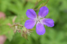 Geranium sylvaticum ‘Mayflower’ | Bosooievaarsbek 60 P9