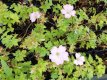 Geranium versicolor Geranium versicolor | Ooievaarsbek 40 P9