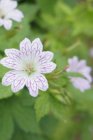 Geranium versicolor | Ooievaarsbek 40 P9