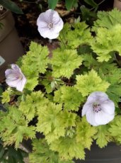 Geranium wallichianum 'Lilac Ice'® | Ooievaarsbek 35 P9