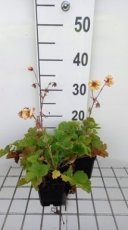 Geum hybr. 'Fluffy Yellow' | Nagelkruid 45 P9