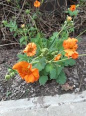 Geum hybr. 'Prinses Juliana' | Nagelkruid 40 P9