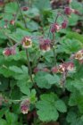 Geum rivale | Knikkend nagelkruid 50 P9