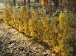 Ginkgo biloba 60/80 C Ginkgo biloba 60-80 C | JAPANSE NOTENBOOM-TEMPELBOOM