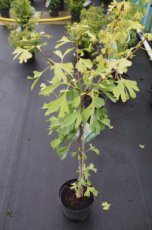 Ginkgo biloba 60-80 C | JAPANSE NOTENBOOM-TEMPELBOOM