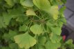 Ginkgo biloba 'Fastigiata Blagon'® 80/100 C12 Ginkgo biloba 'Fastigiata Blagon'® (=Goldspire) 80-100 C12 | ZUILVORMIGE JAPANSE TEMPELBOOM