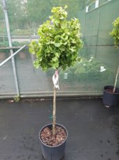 Ginkgo biloba 'Mariken' - Stam 100/110 C18