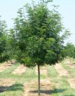 Gleditsia triacanthos 'Skyline'  8/10  HO  VALSE CHRISTUSDOORN