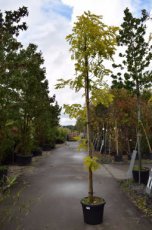 Gleditsia triacanthos ‘Sunburst’ 8/10 Gleditsia triacanthos ‘Sunburst’ 8/10 C35 VALSE CHRISTUSDOORN