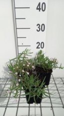 Gypsophila paniculata 'Rosenschleier' | Gipskruid 50 P9