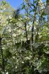 Halesia carolina - Meerstammig Halesia carolina (meerstammig) - Sneeuwklokjesboom  150-175 C110